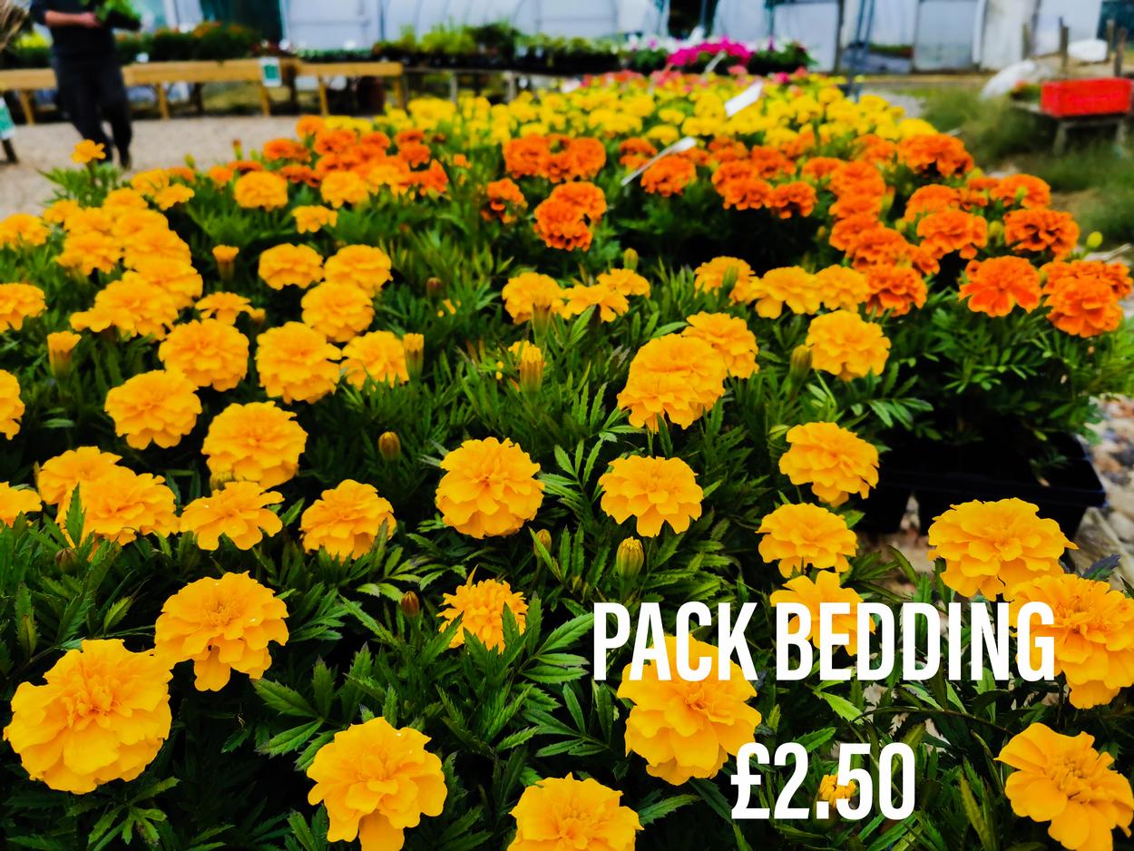 Garden Centre and Plant Nursery in Leicester and Billesdon