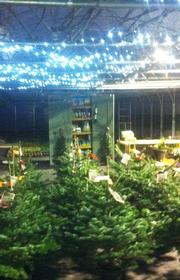 Plant Nursery in Leicester and Billesdon. Christmas trees and wreaths for sale.