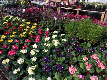 Plant Nursery in Leicester and Billesdon Garden Shop. Spring plants.